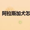 阿拉斯加犬怎么养能大 科学喂养与运动管理